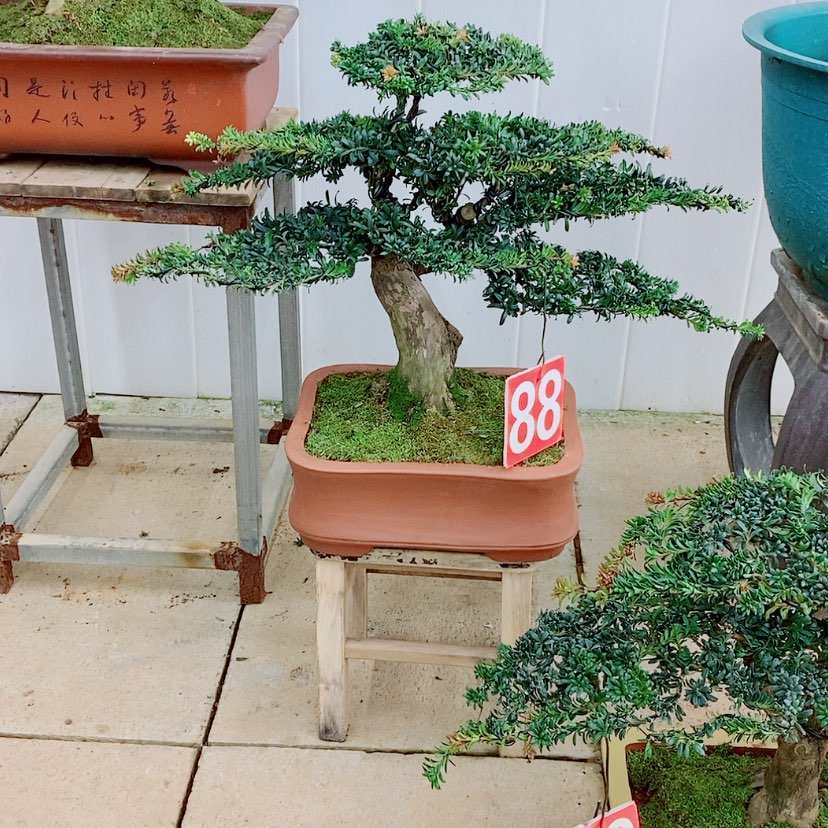 【闪购商品】罗汉松