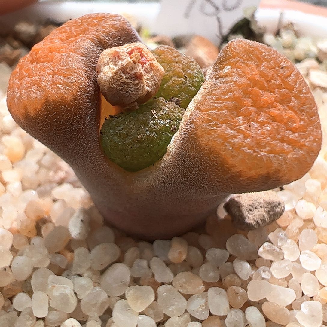 524。   980蛋糕。