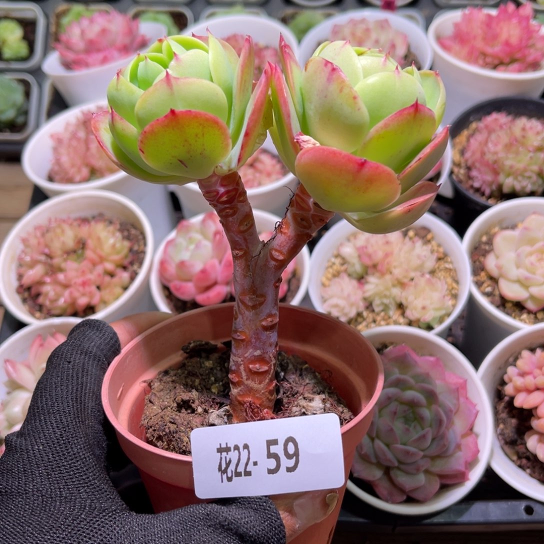 花22-59桃花石双头