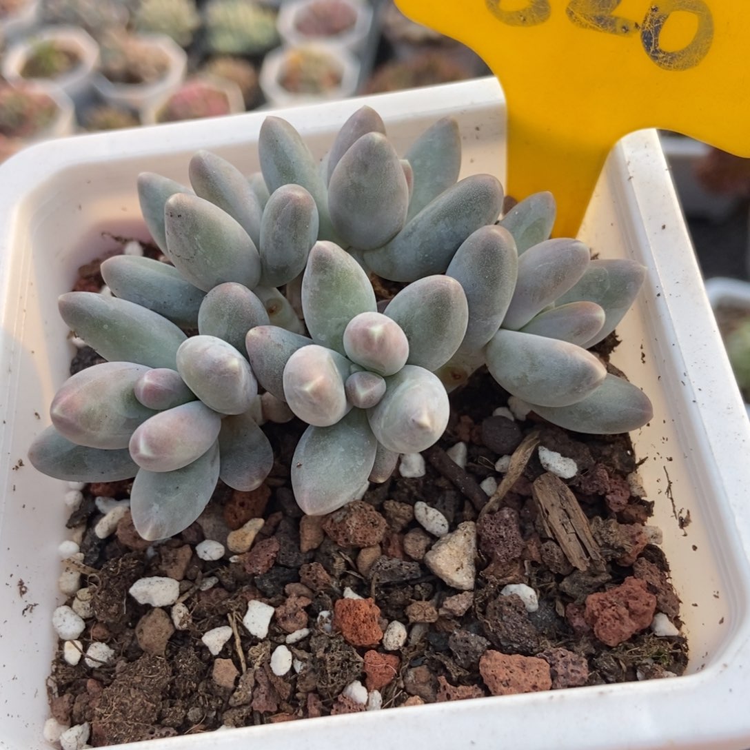 820乌拉奶多肉植物多肉