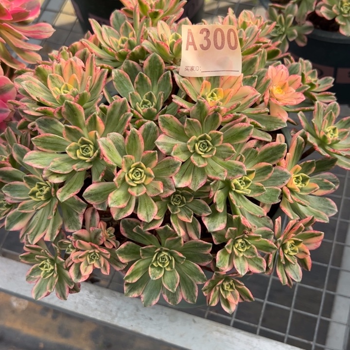 张*300甜茶22厘米左右