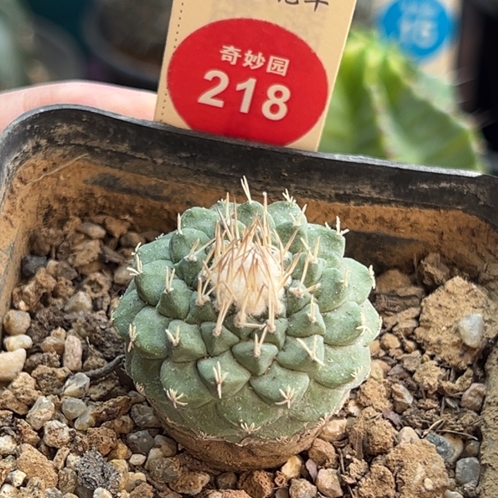 实生母本菊水3cm一棵仙人球