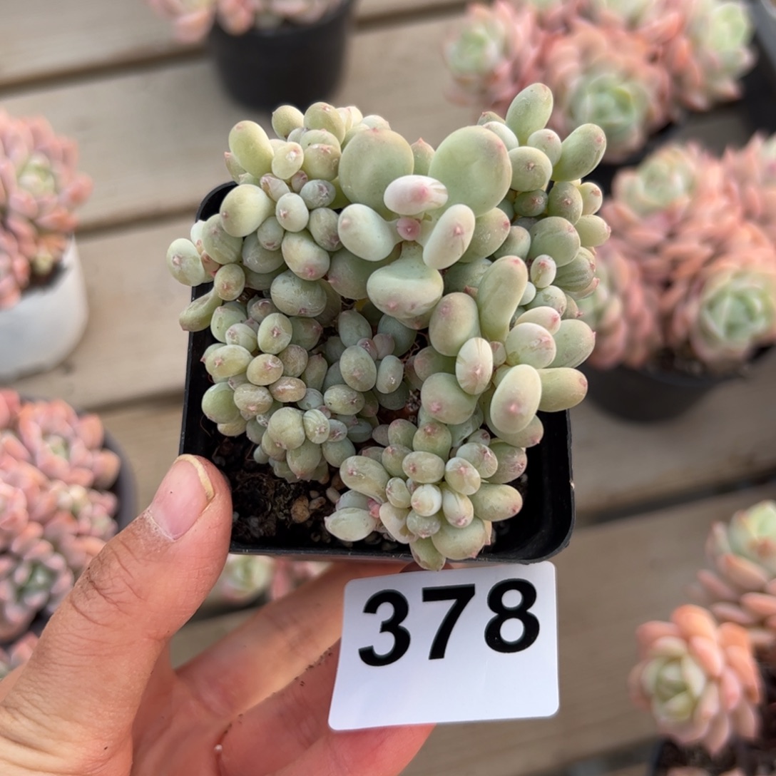 这***吃378 多肉植物组合盆栽