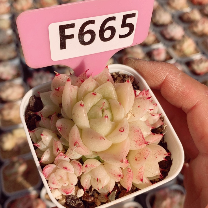 麦秆6cm不包整群