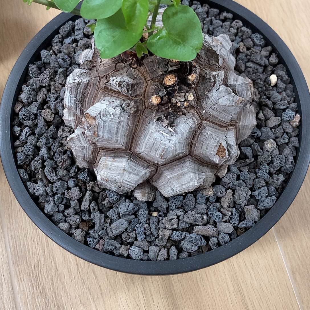 龟甲龙带盆顺丰包邮