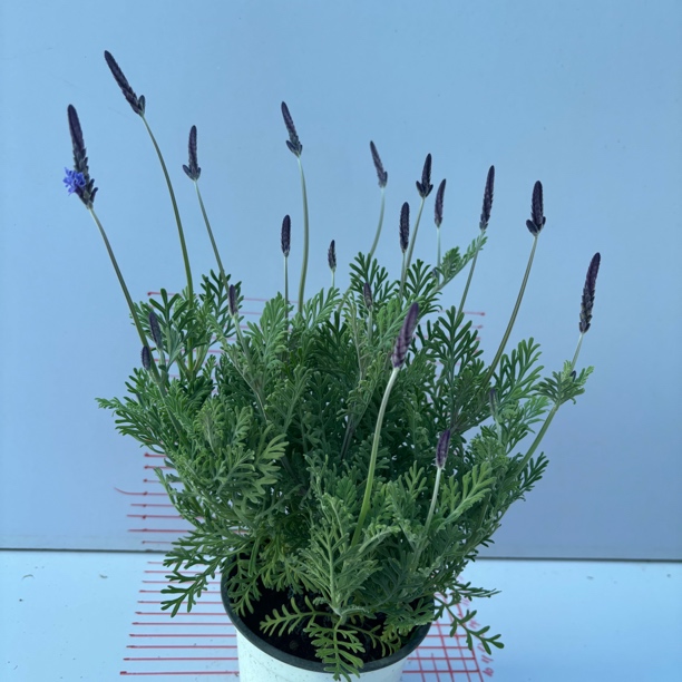 薰衣草盆栽10-11cm简易盆浪漫盆花