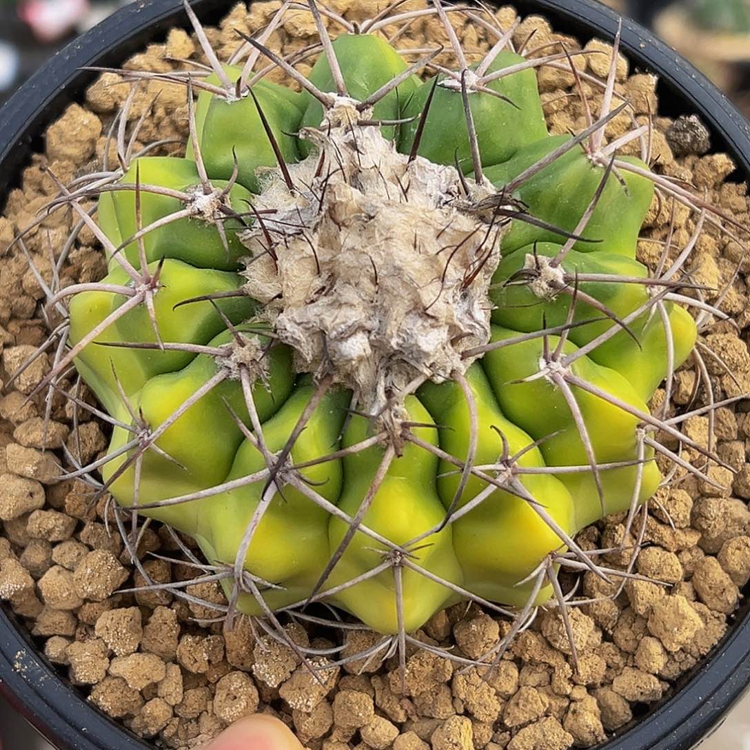 165圆盘黄体，炸福利8888888