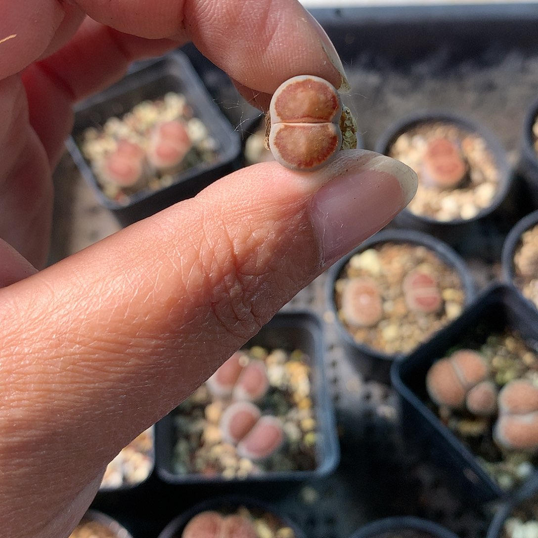 -*B213多肉植物保护