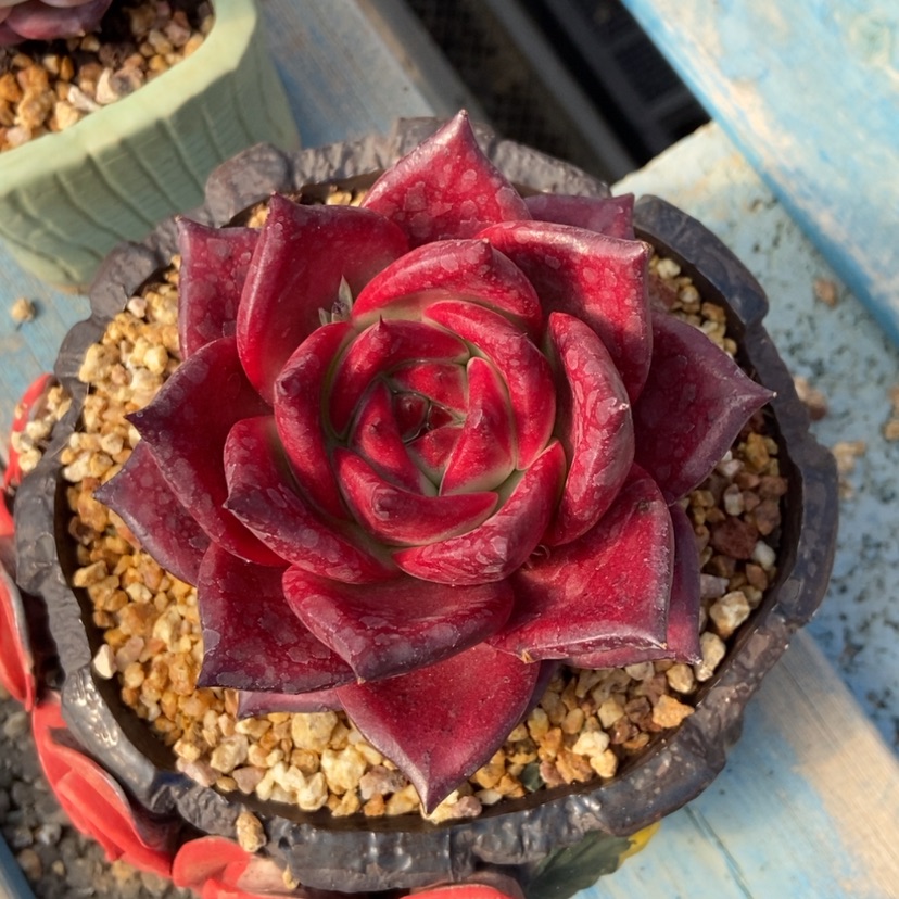 【闪购商品】罗宾单头