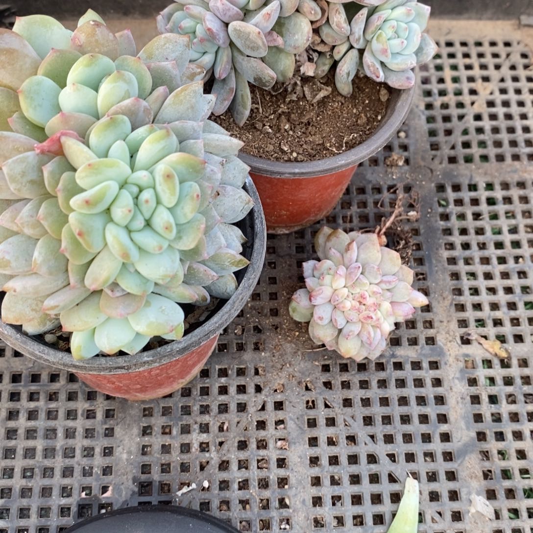 臭***活465889965888898996699