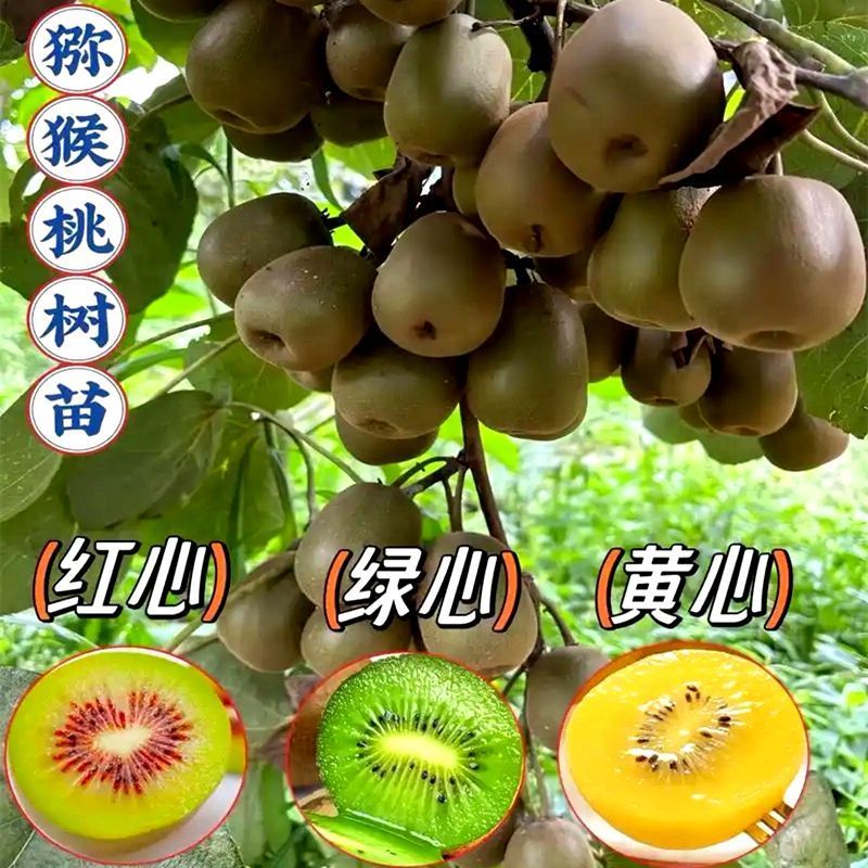 猕猴桃树苗公母同株品种猕猴桃南方北方种植果树苗