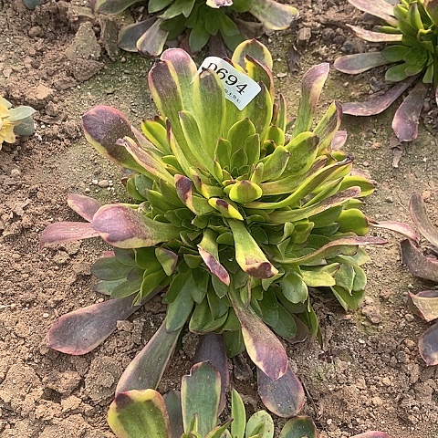 694欧嘉莉多肉法师