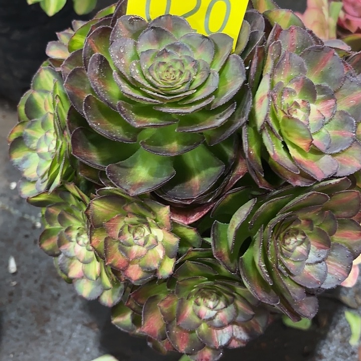 多肉植物福利020