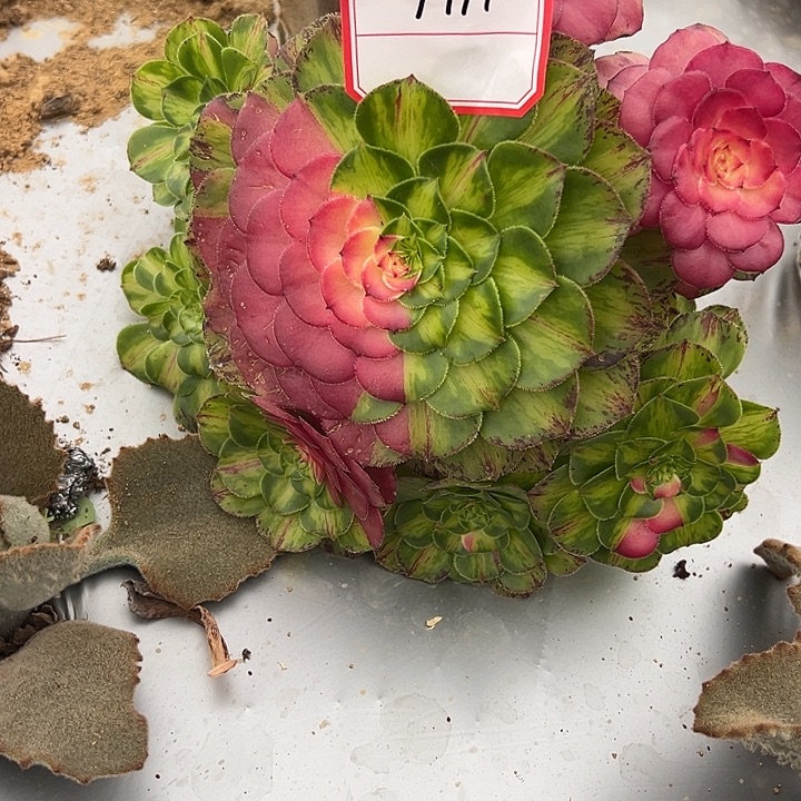 夏***风精品多肉植物1111知否