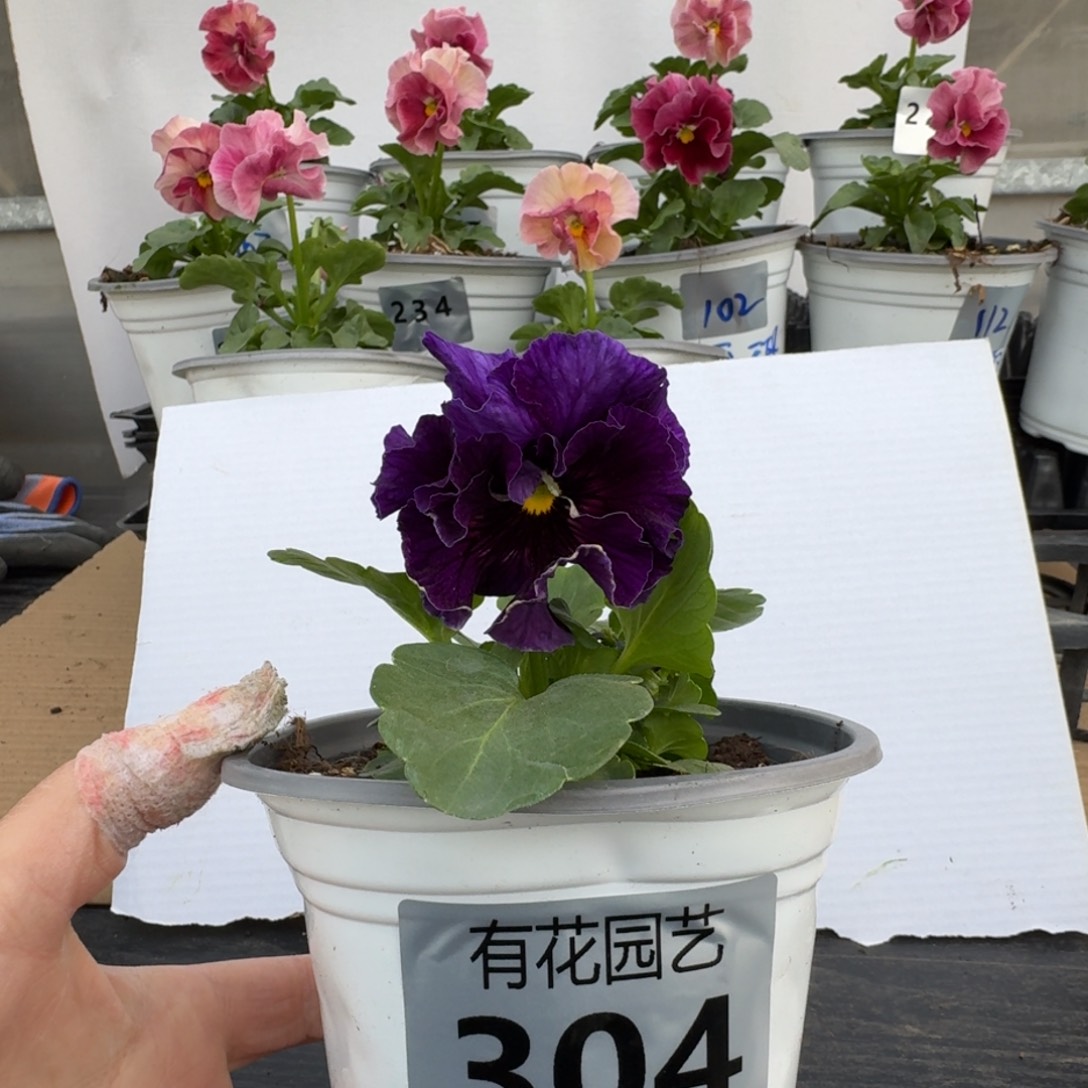 无花朵304号角堇