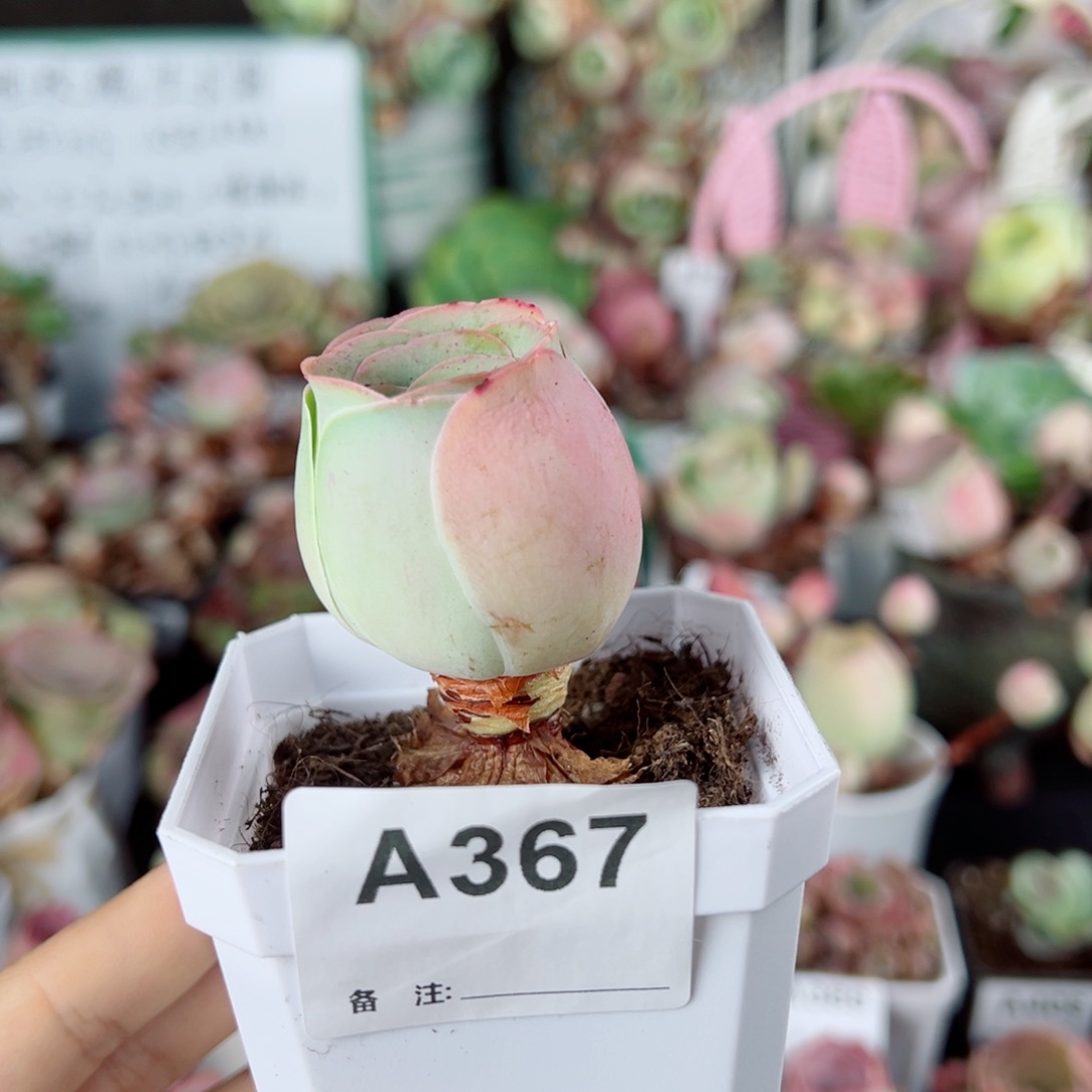 367粉酒杯单棵老桩。     