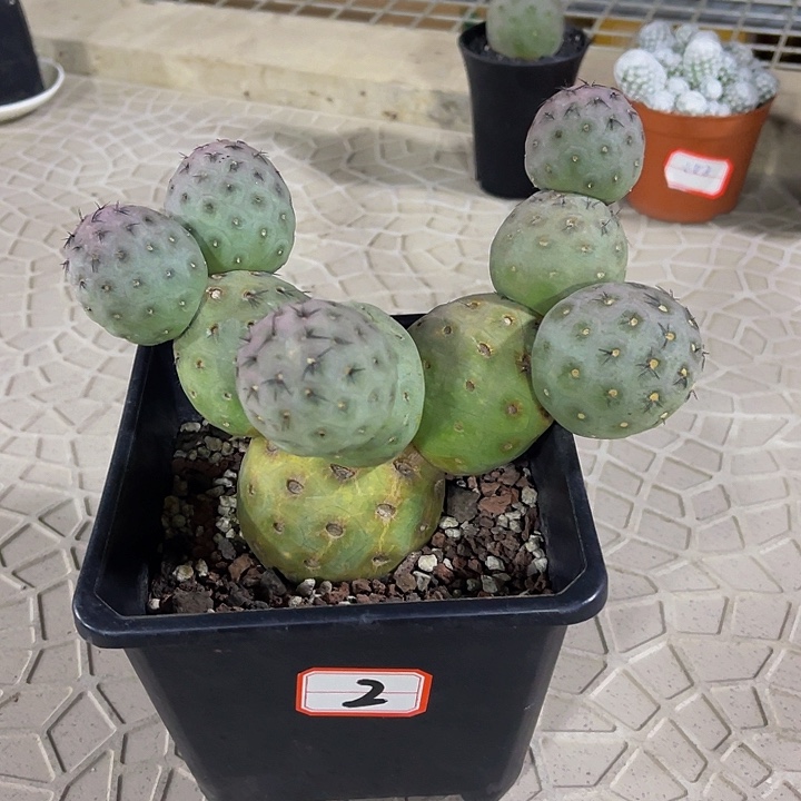 10头习志野仙人球