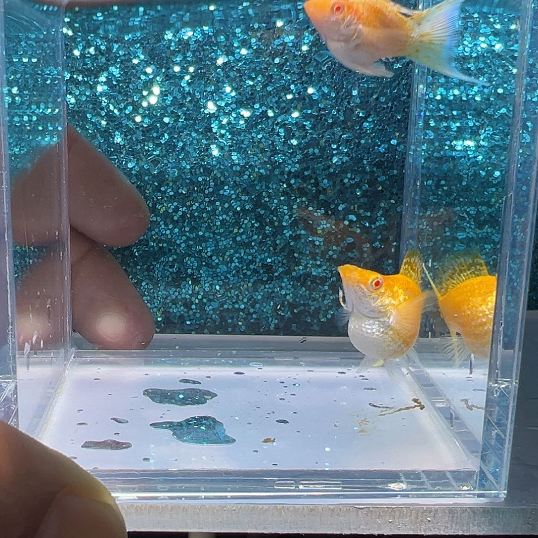 黑玛丽鱼红宝石黄金一对