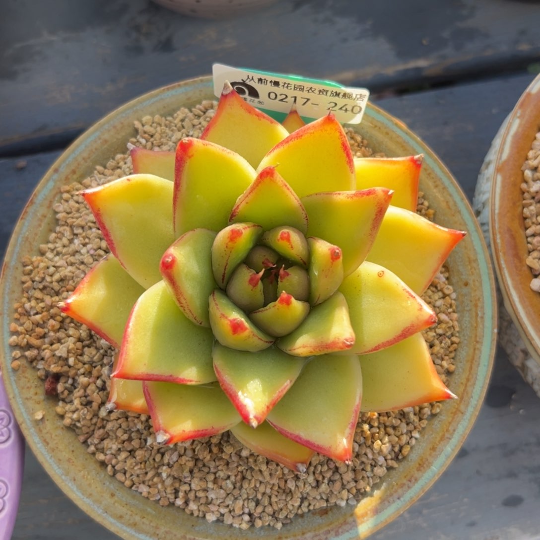 多肉一物一拍0218-16