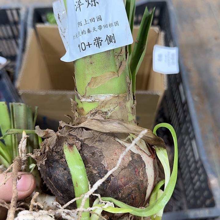 朱顶红淬炼10厘米带侧