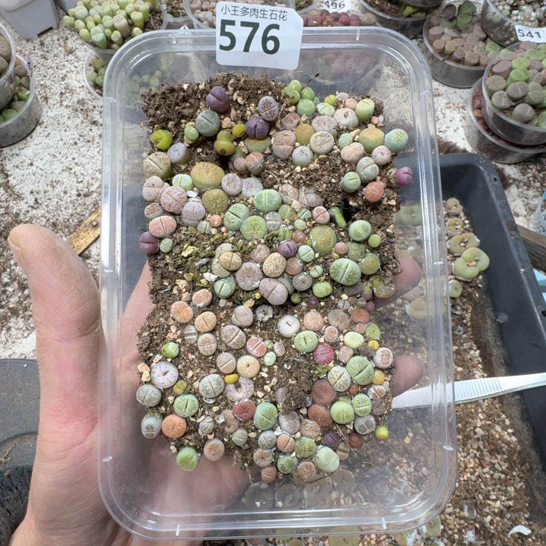 576。  彩混合福利一盒