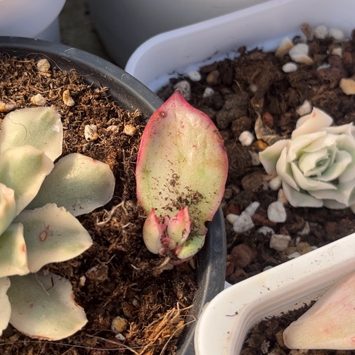 吉赛尔锦叶插苗一颗