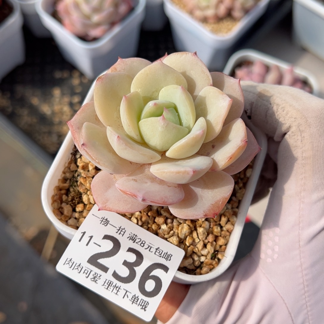 恋曲多肉多肉多肉多肉