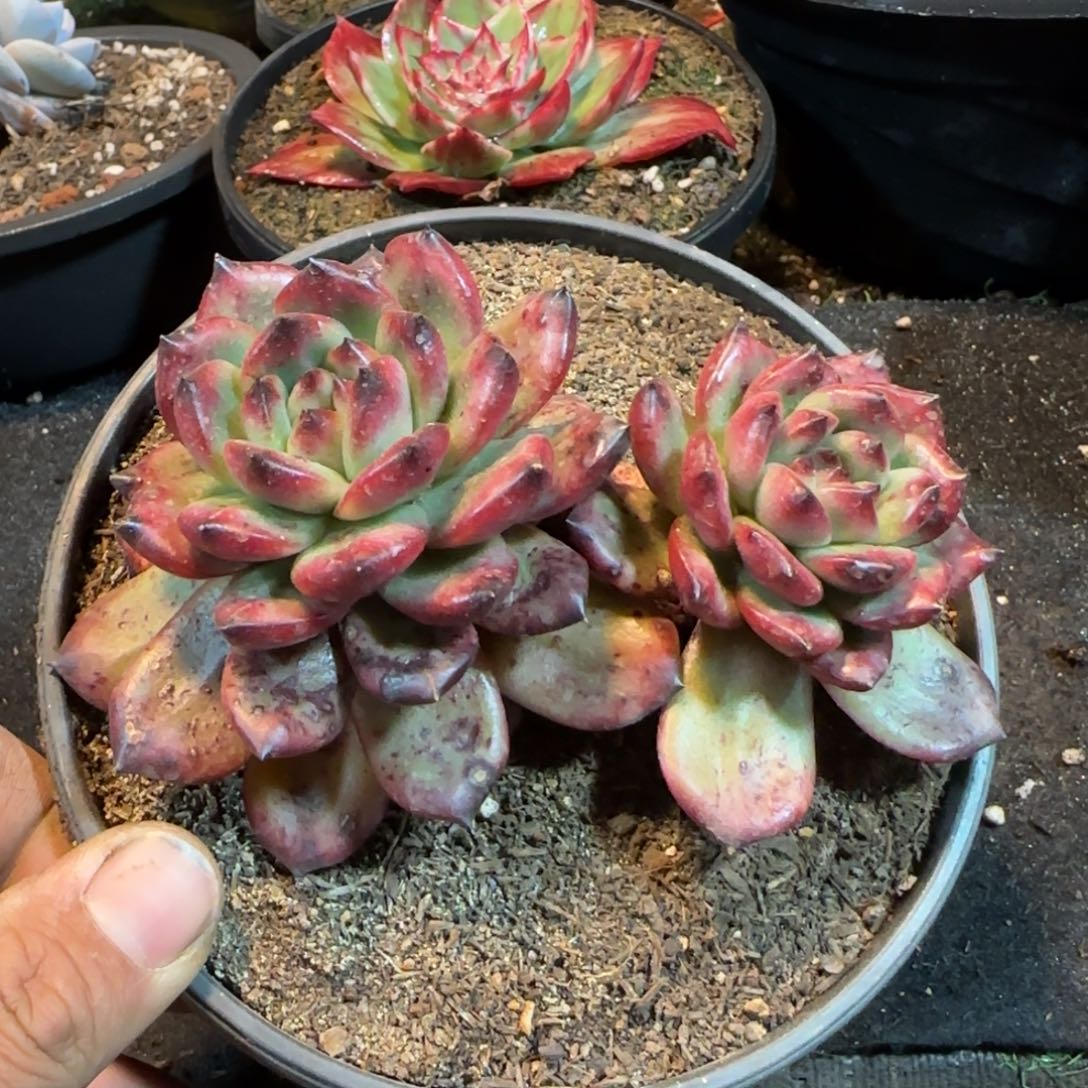 Tm 一物一拍包装收缩花旱