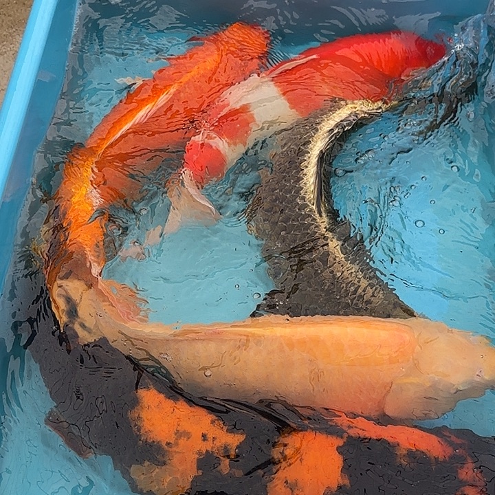 海水鱼赤目芒果介子