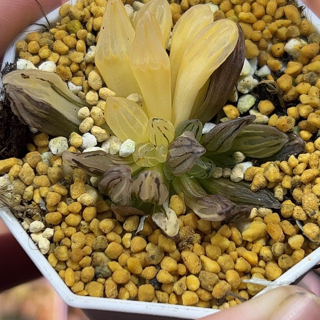 西瓜寿锦十二卷多肉植物