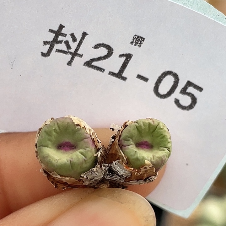 21-5嘴多肉植物肉锥