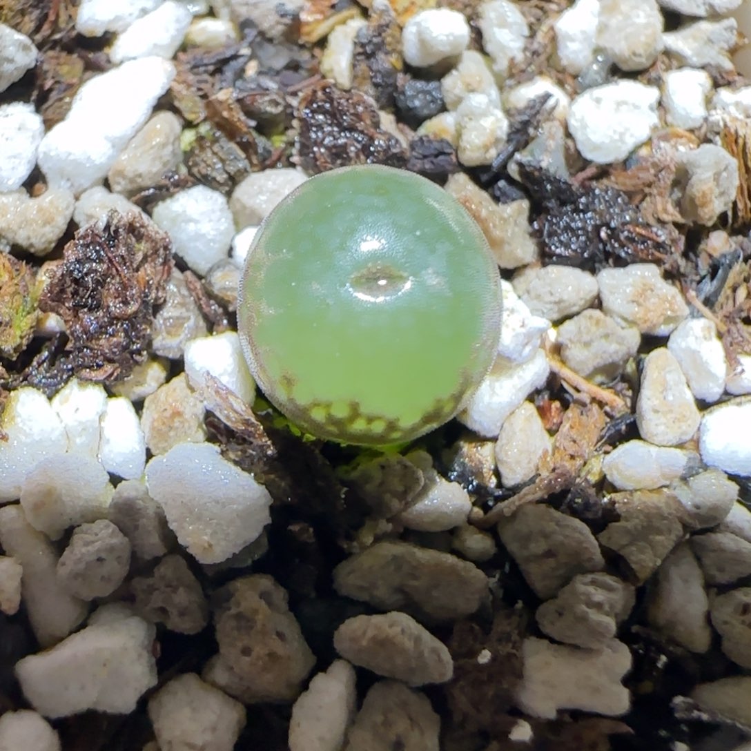 肉锥多肉植物百科-安格1220