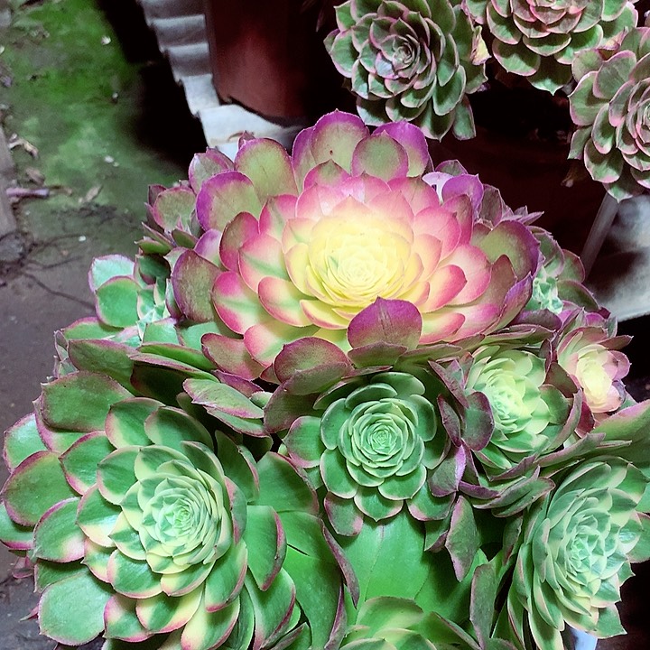 海王捧花，多肉植物
