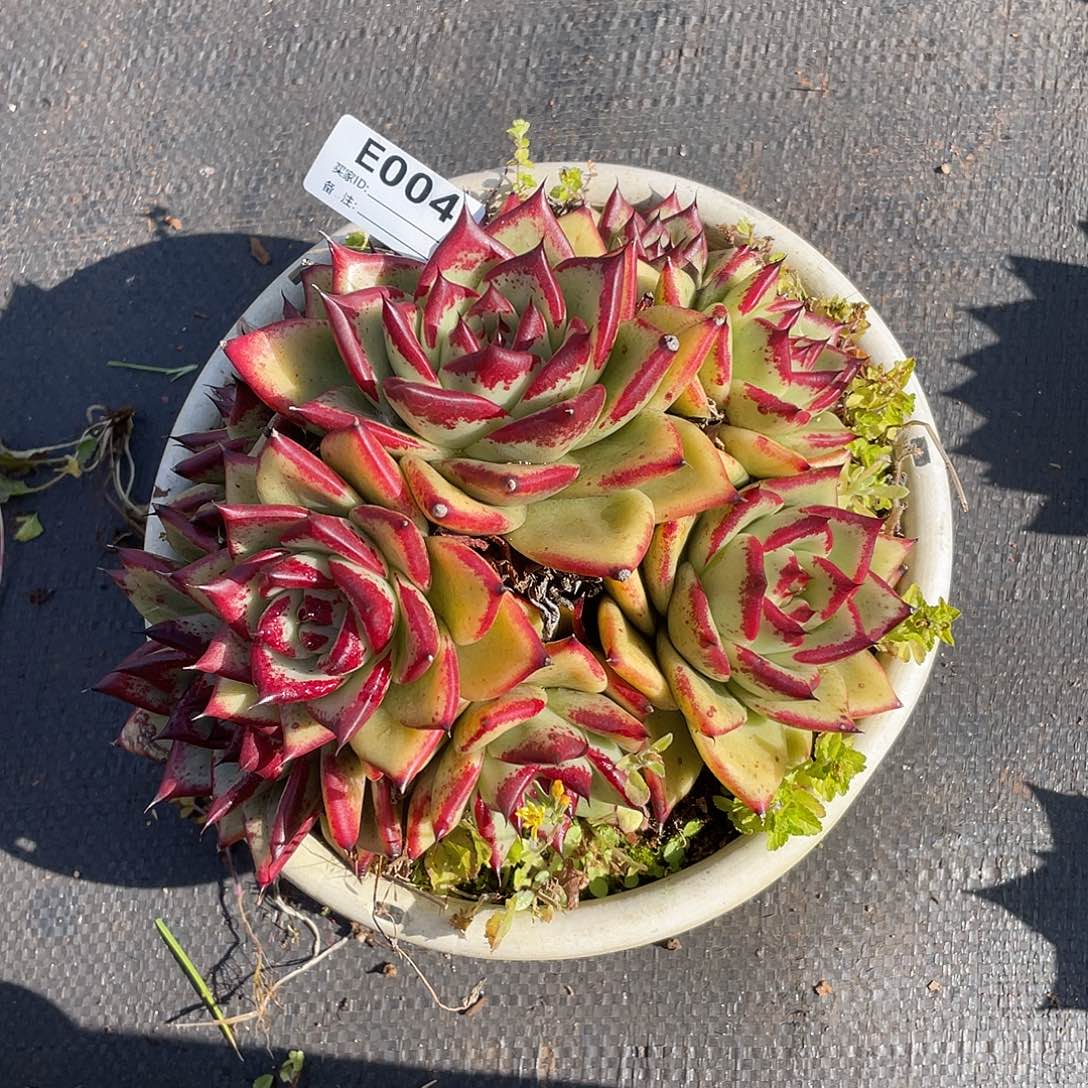 若如东云多肉E004