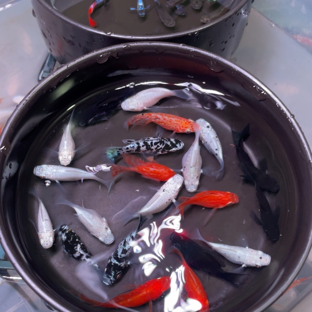 海水鱼玛丽球四色16+4备损