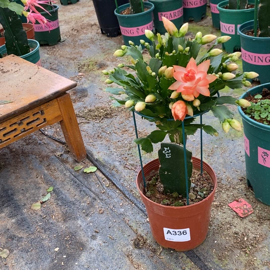 完全开放336嫁接2321