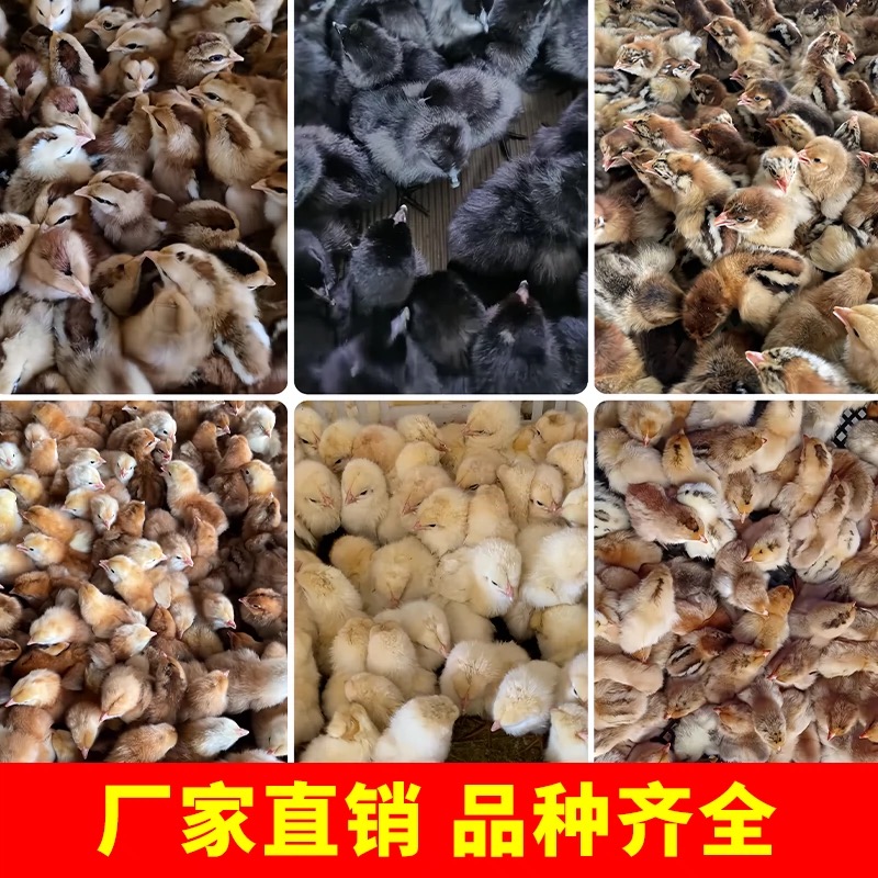 宠物多品种鸡顺丰包邮到家（五黑/黑芦花《半斤》）