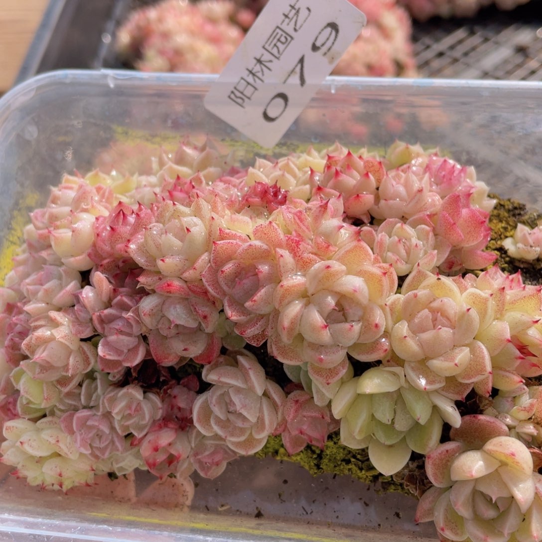 多肉植物多肉植物79