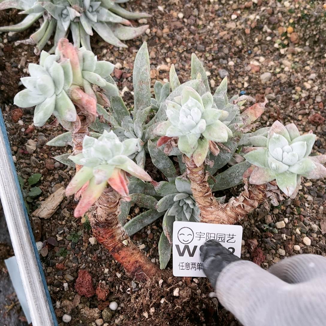 9342白姆瑞吉娜仙女杯多肉