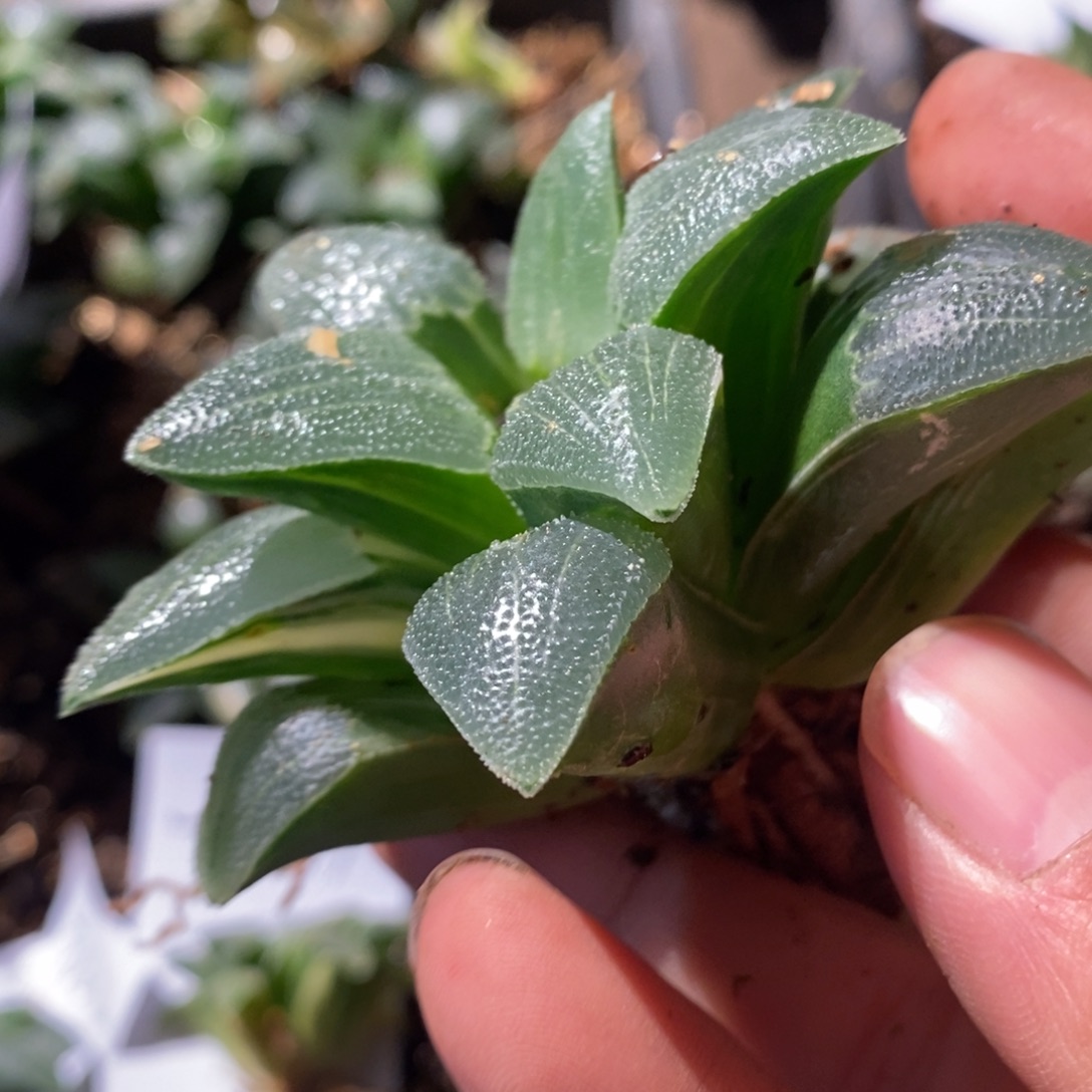 2678 一颗实生磨面寿锦 超级福利