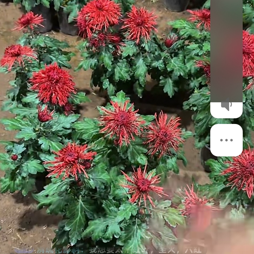 山海窗花母本15，8处理断指掉包不售后菊花可盆栽地栽