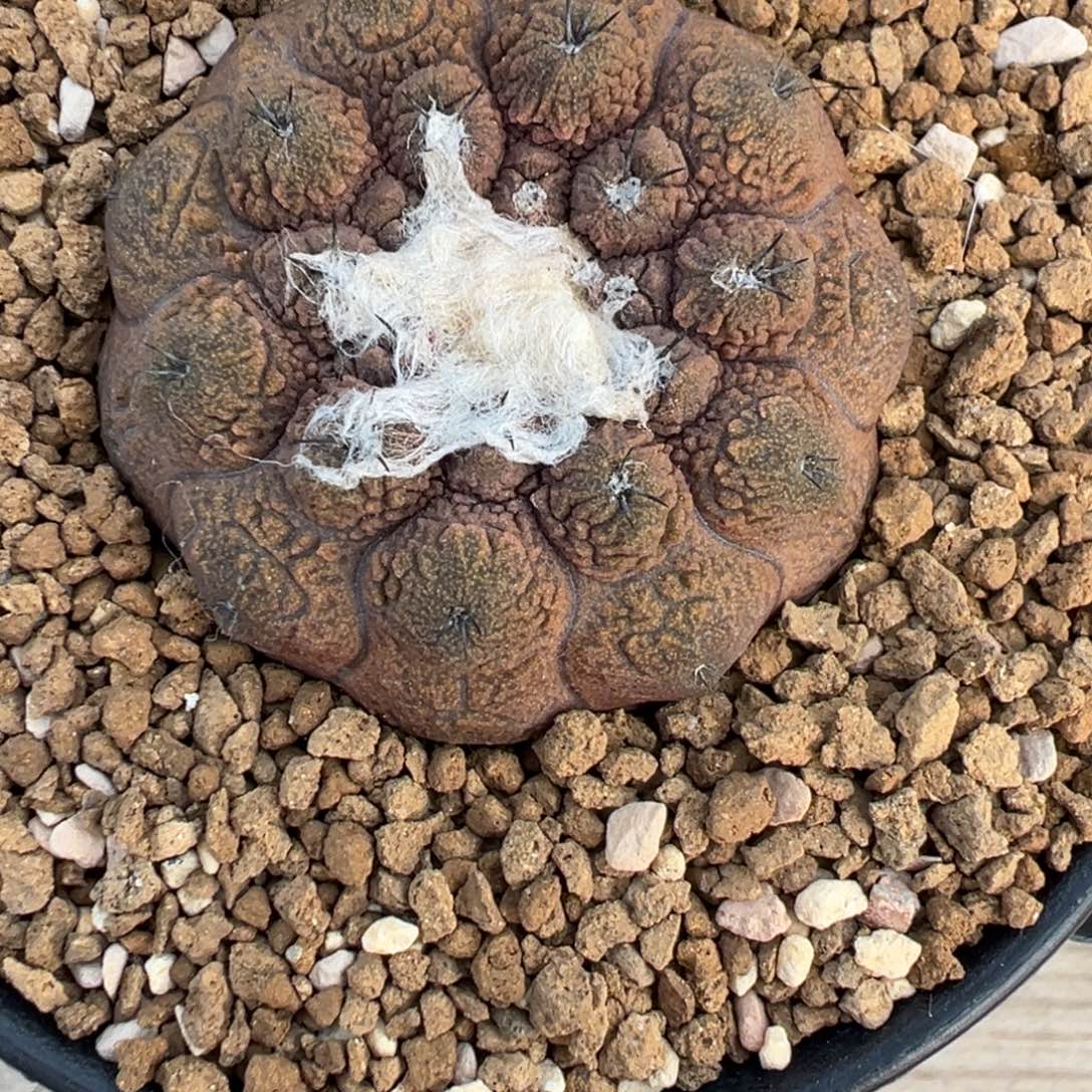 455实生根欧系蜥蜴皮多肉植物带盆土