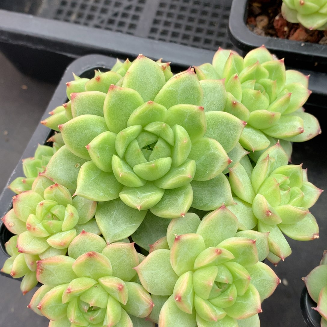 0617-393 珍妮麦杆