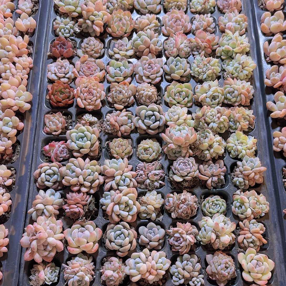 直播一物一拍多肉61