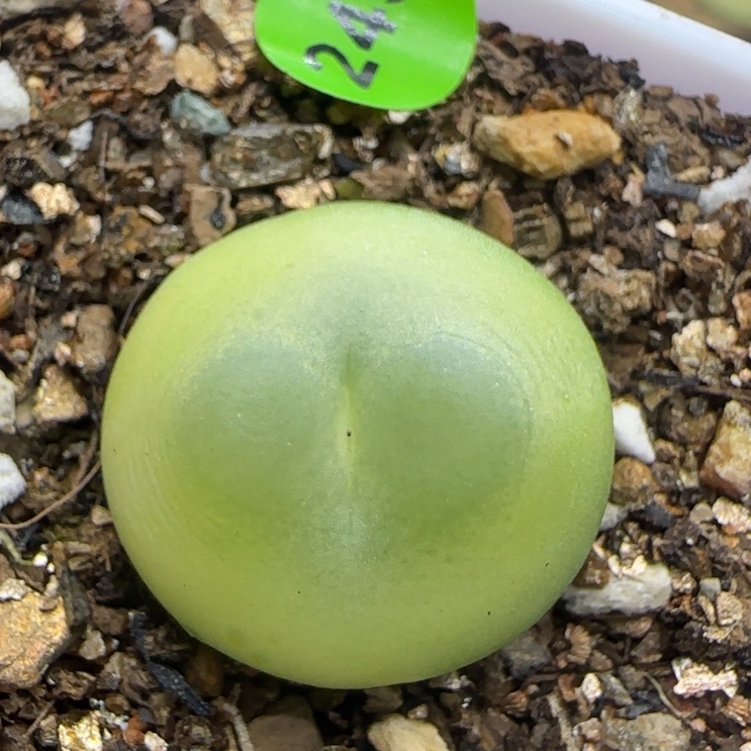 拉登2+多肉植物245