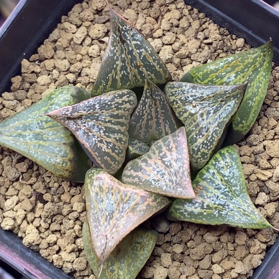 不带盆脱土裸根发货