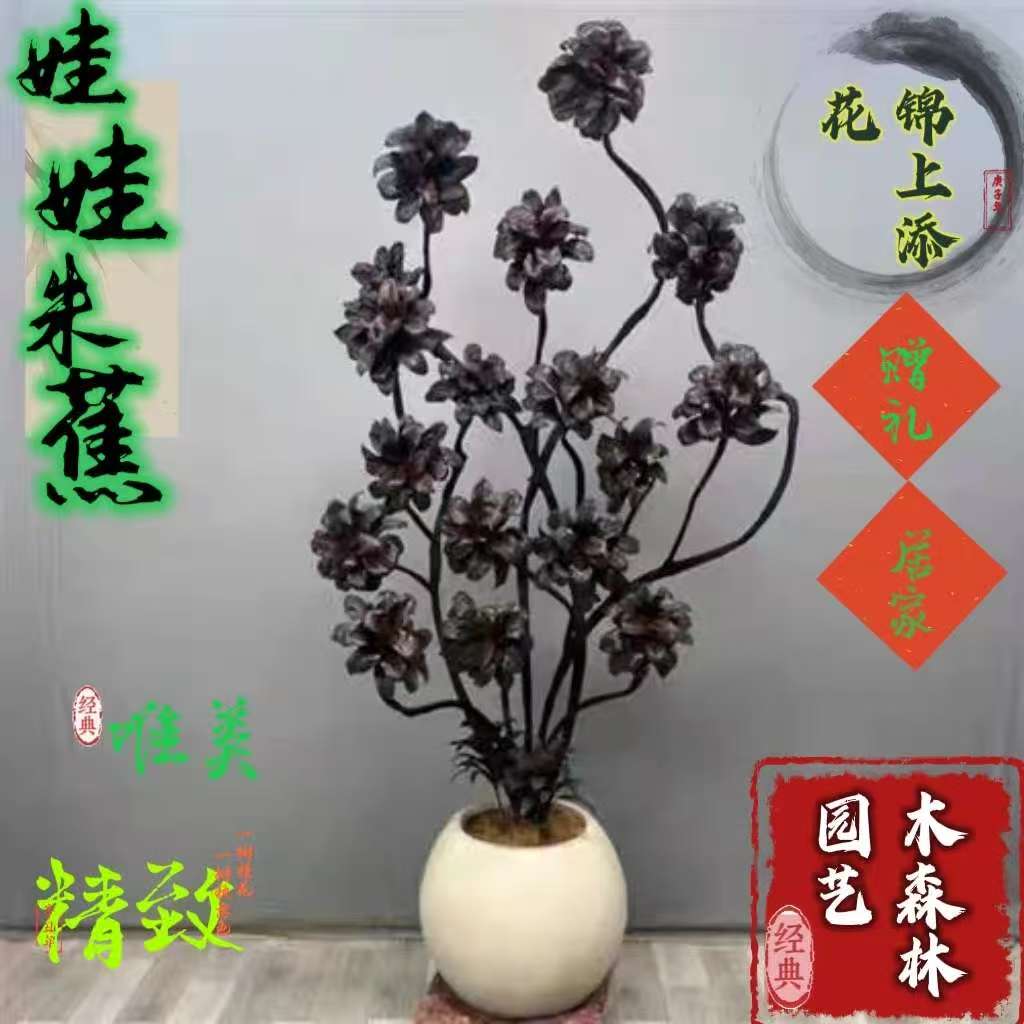 娃娃朱蕉紫气东来大型盆栽室内落地耐阴吸甲醛好养绿植