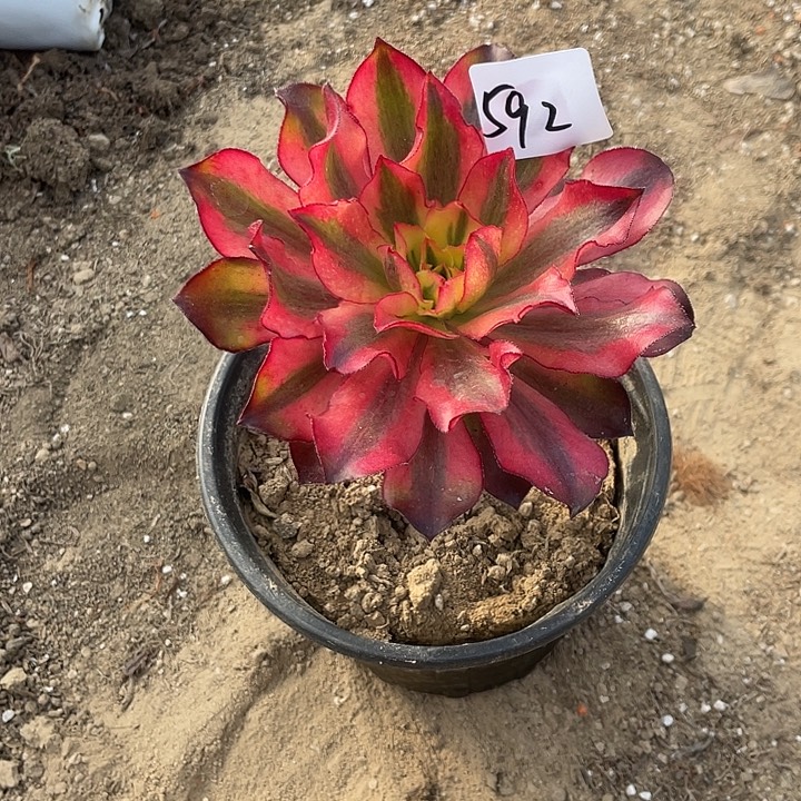 *****法师植物魅影法师592