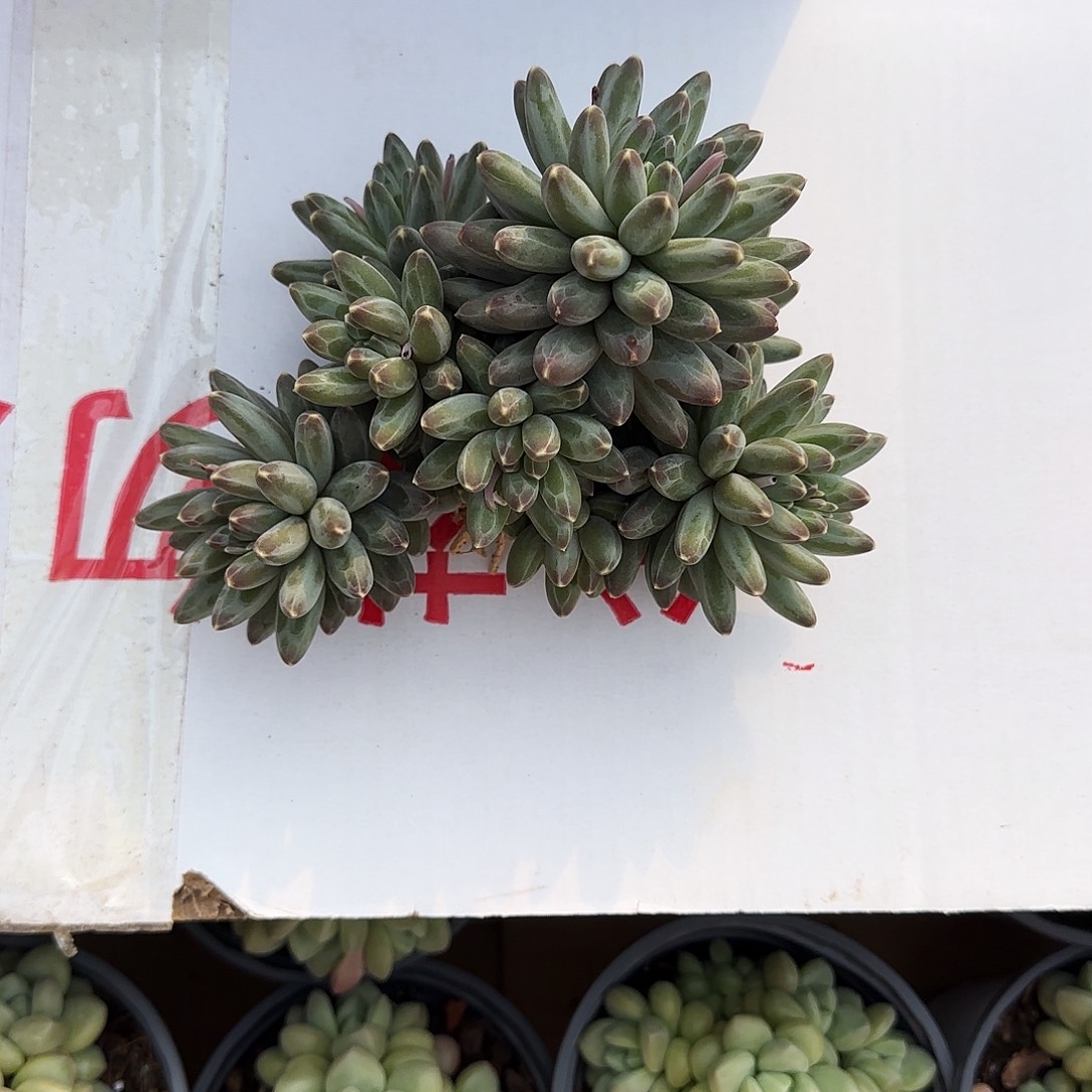 小小弟精品多肉伊卡