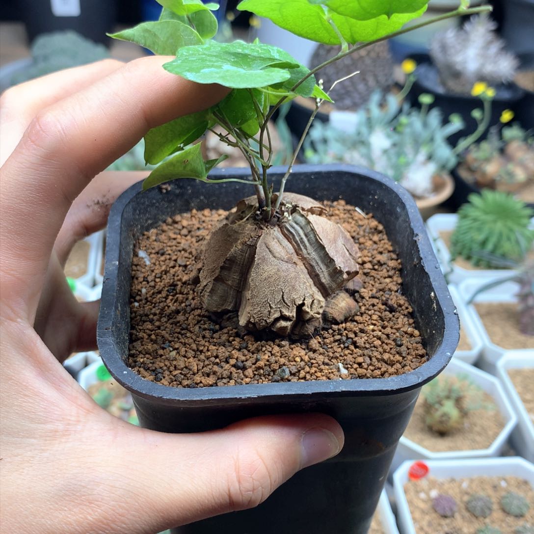 南非龟甲龙带盆发货4.6cm